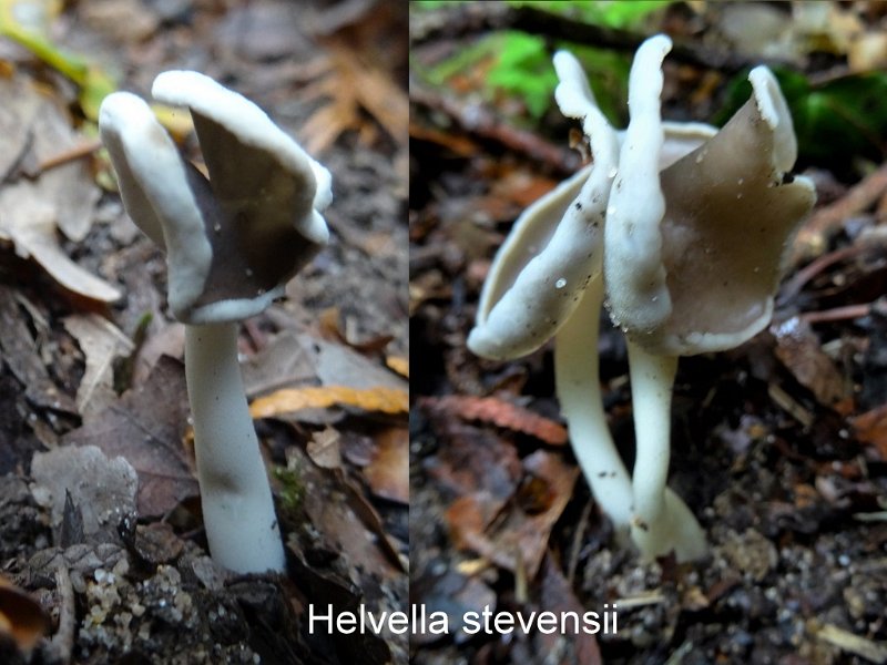 Helvella stevensii-amf2014.jpg - Helvella stevensii ; Syn: Leptopodia stevensii